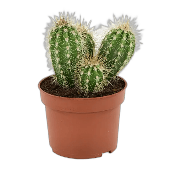 Small Cactus in Pot Plant