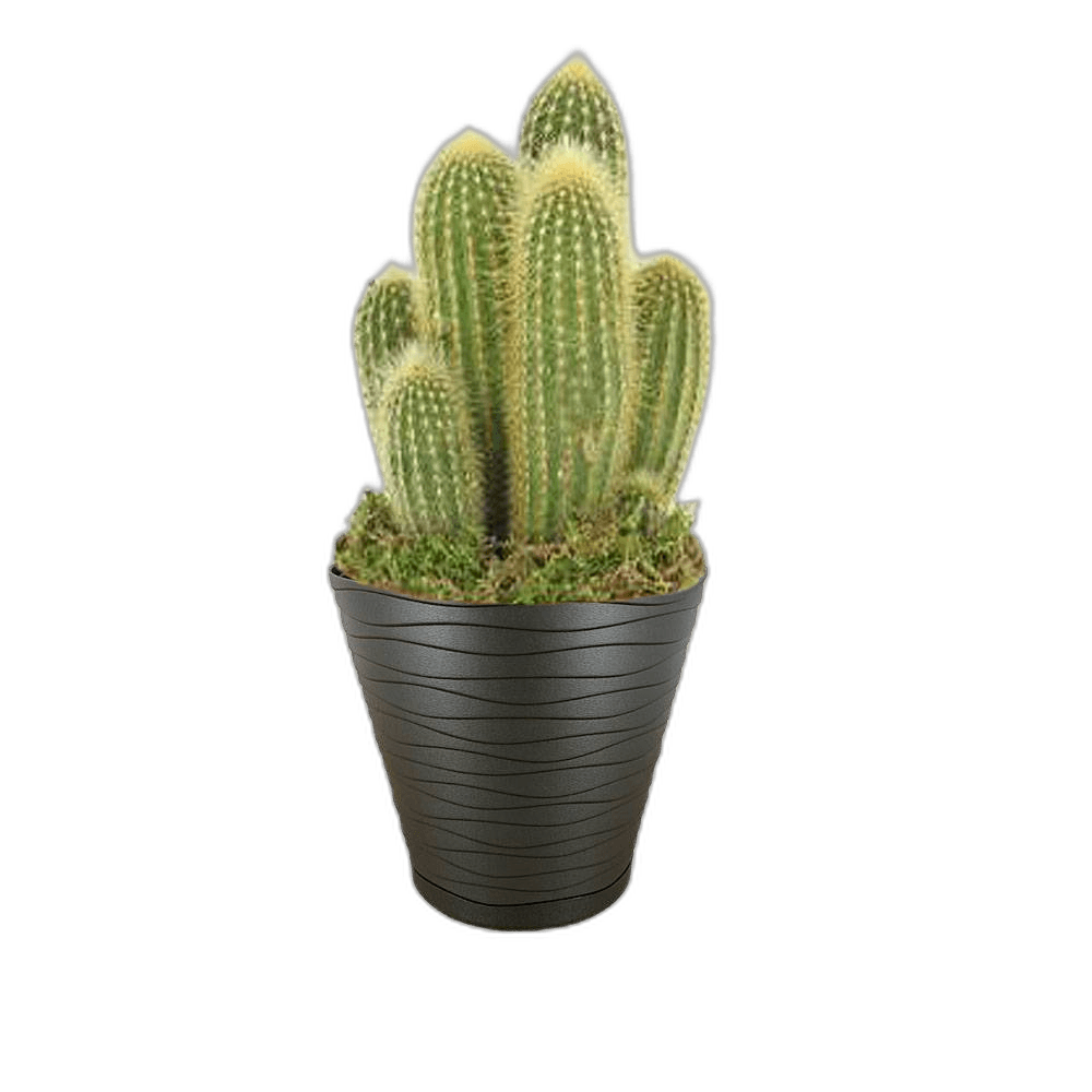 Small Cactus Black Pot