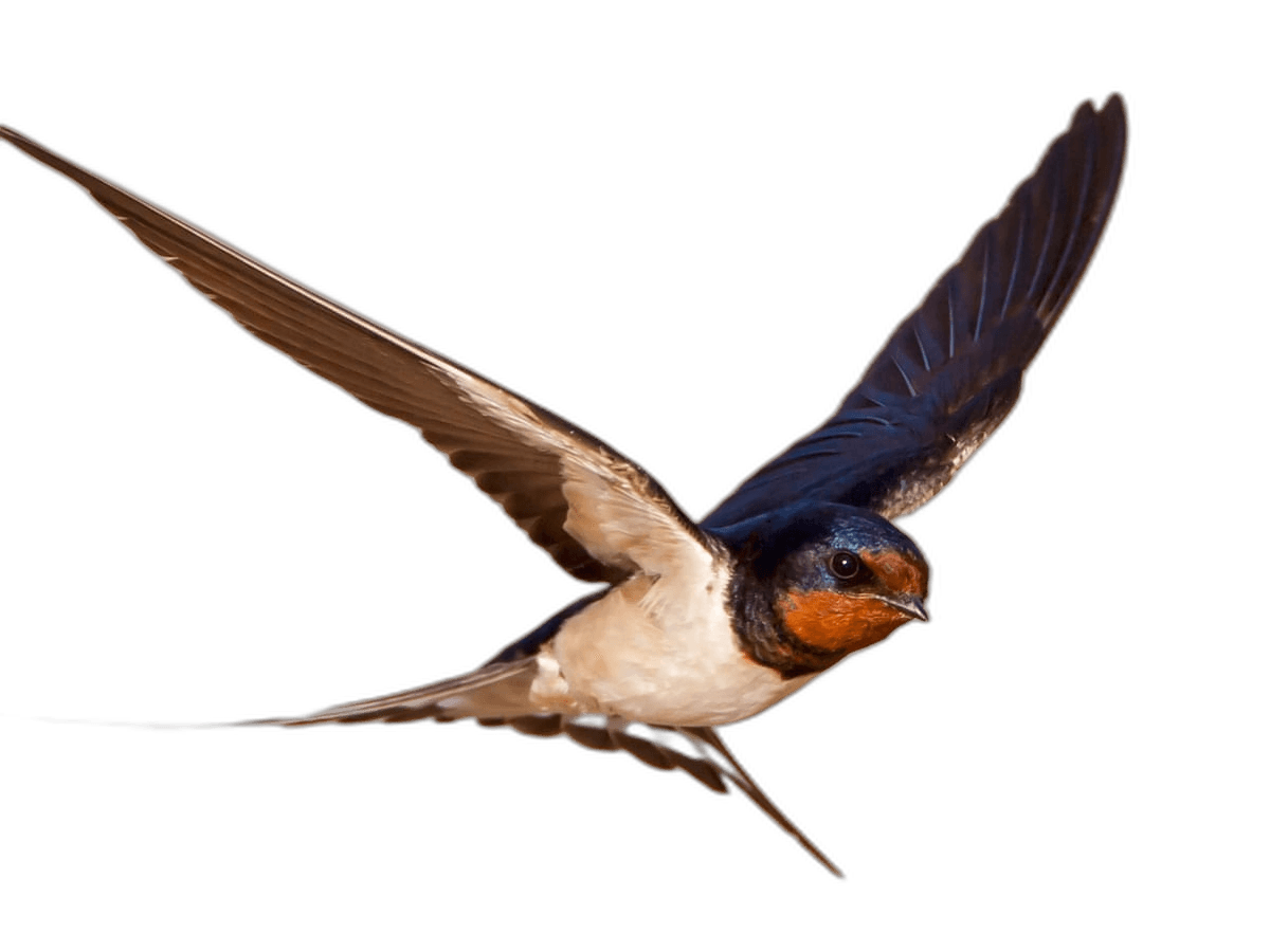 Flying Swallow Bird