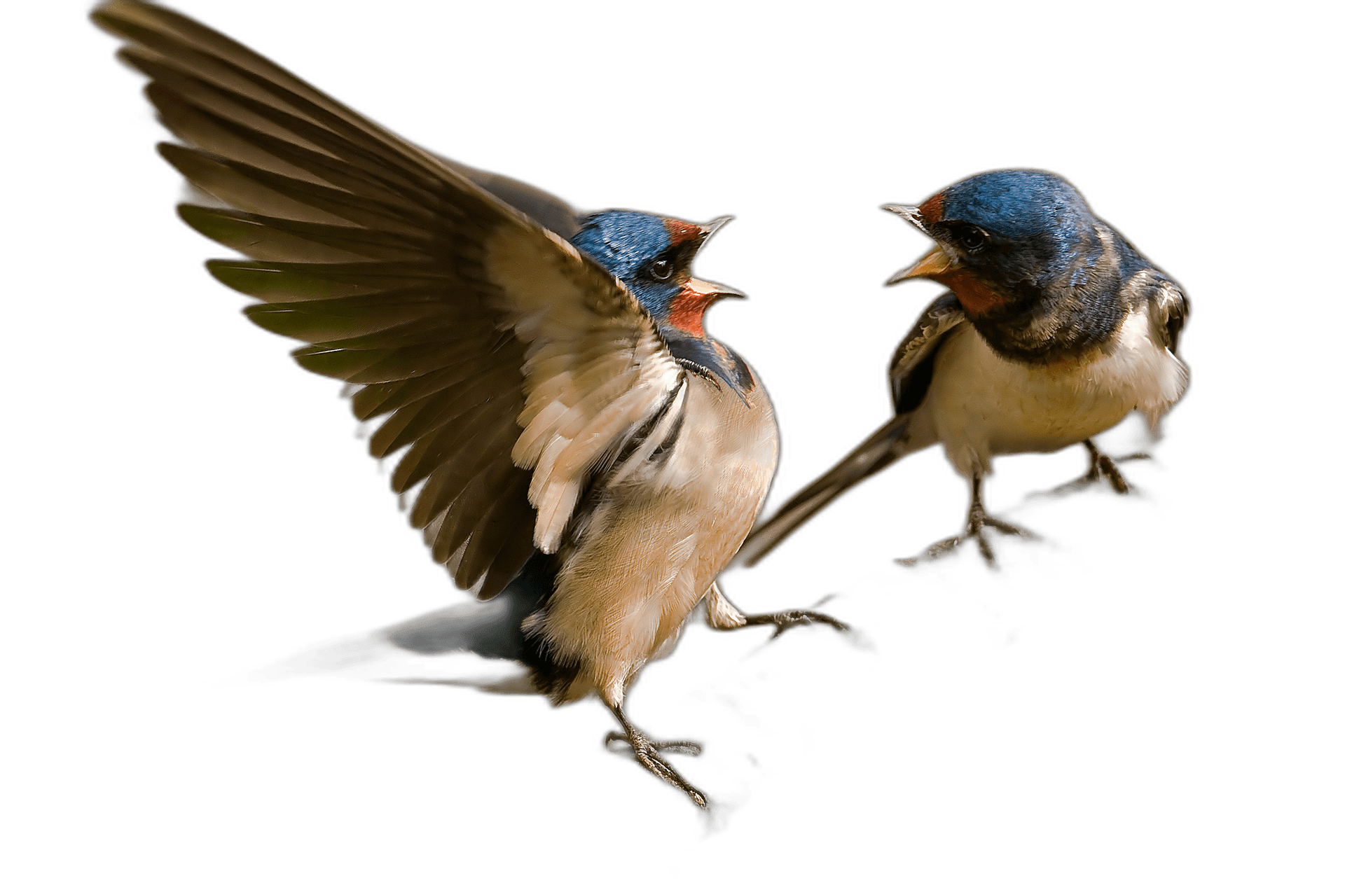 Double Barn Swallow Bird