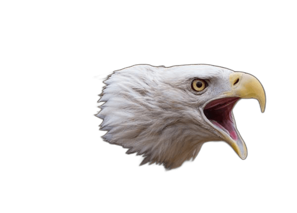 Great Bald Eagle