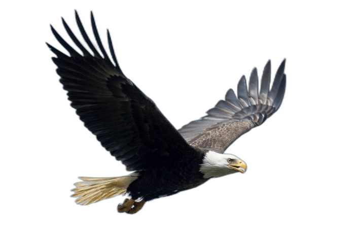 Flying Bald Eagle