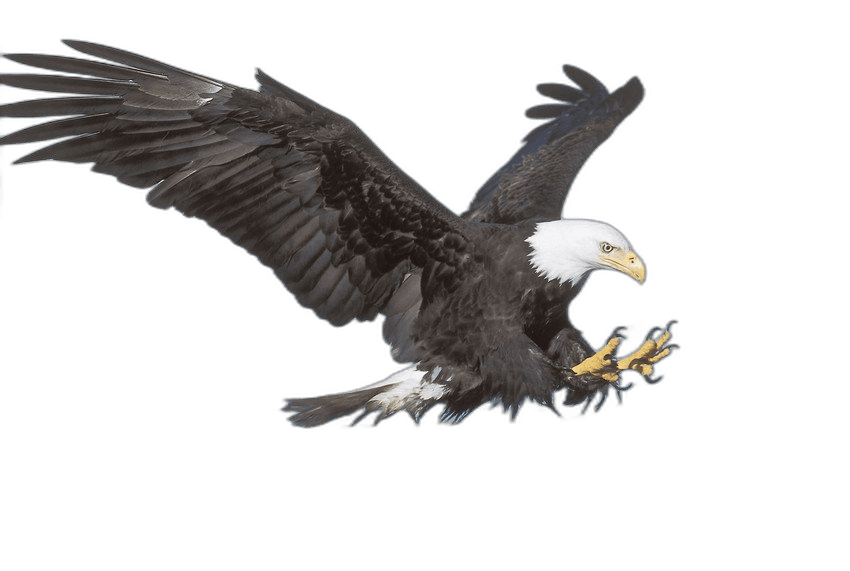 Stunning Bald Eagle