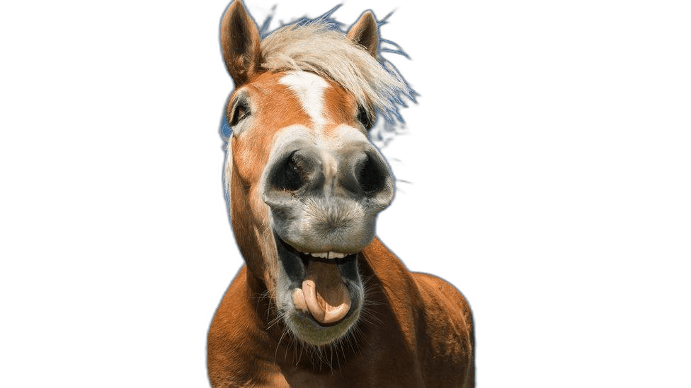 Funny Brown Horse