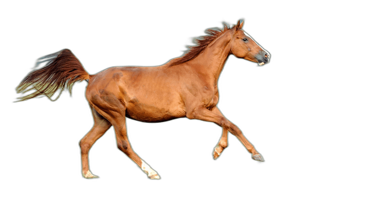 Great Brown Horse