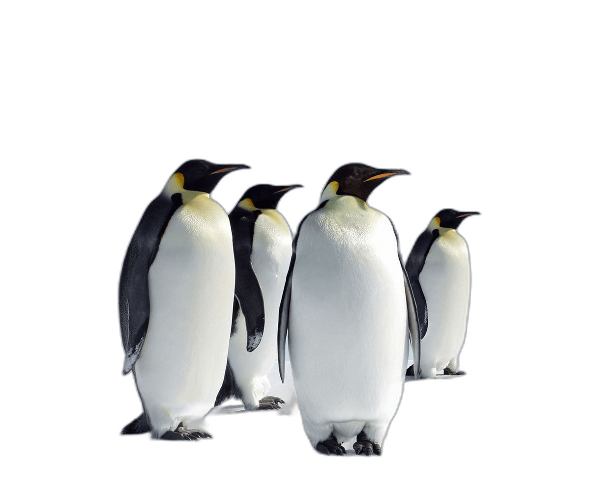 Great Penguin Antartica Species