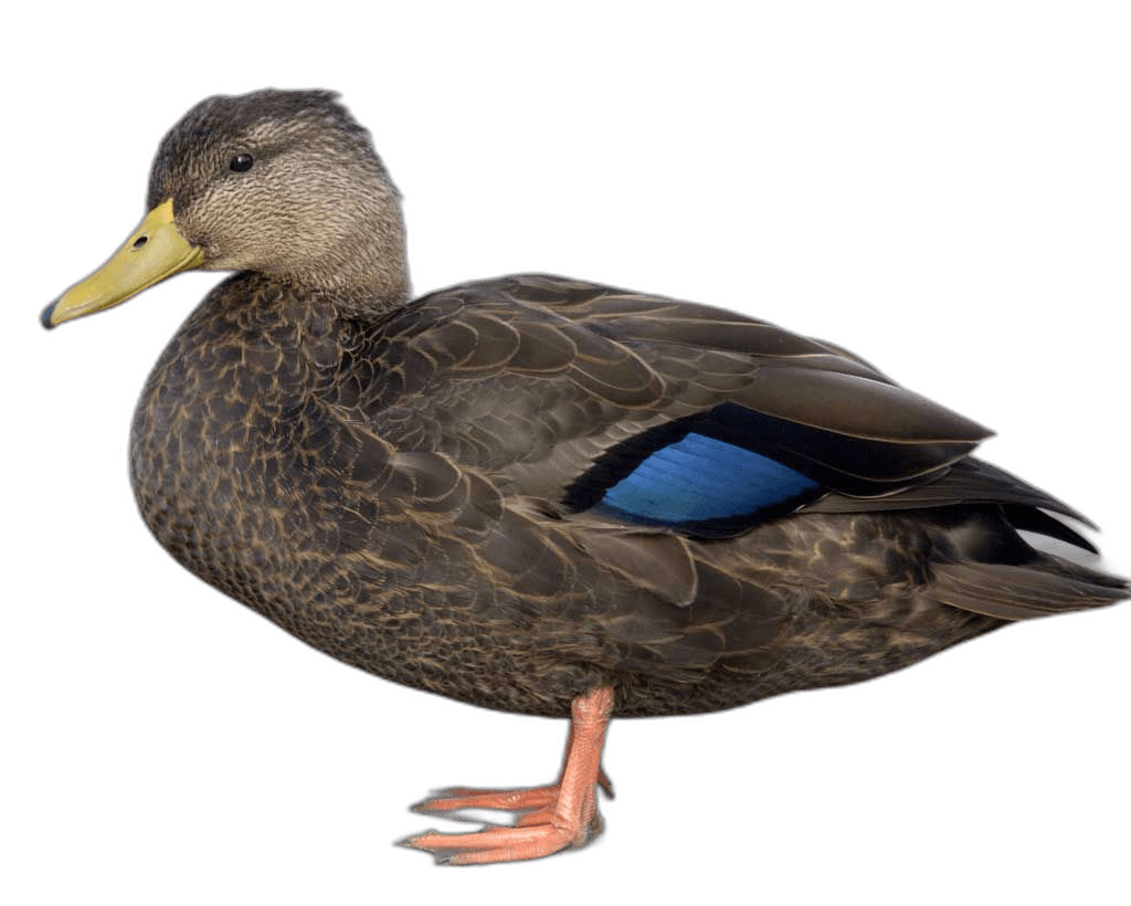 American Black Duck