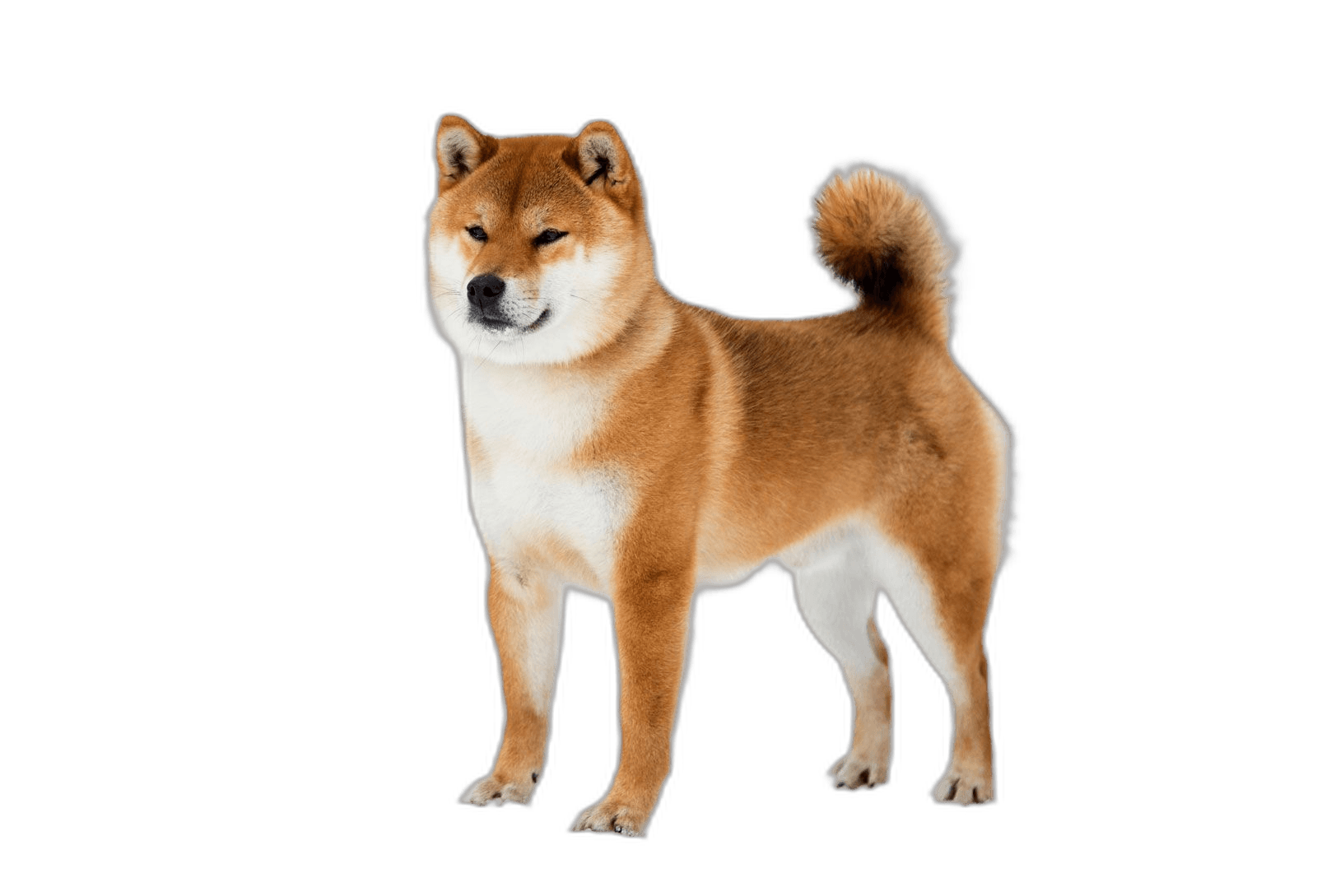 Cute Shiba Inu Dog