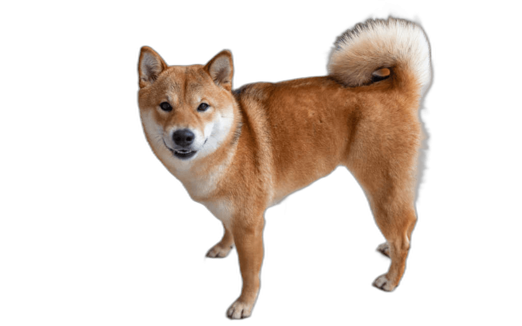 Great Shiba Inu Dog