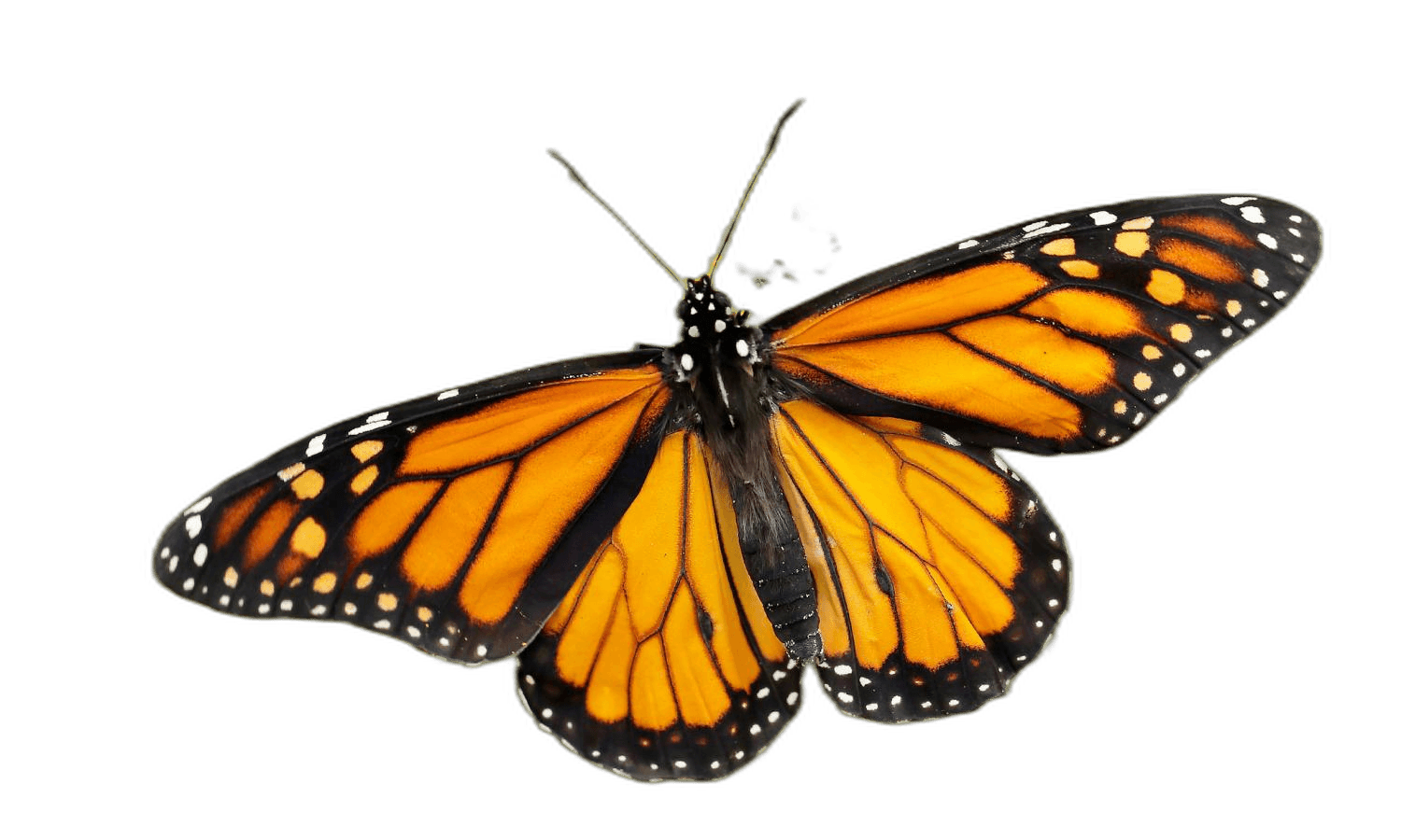 Yellow Black Monarch Butterfly