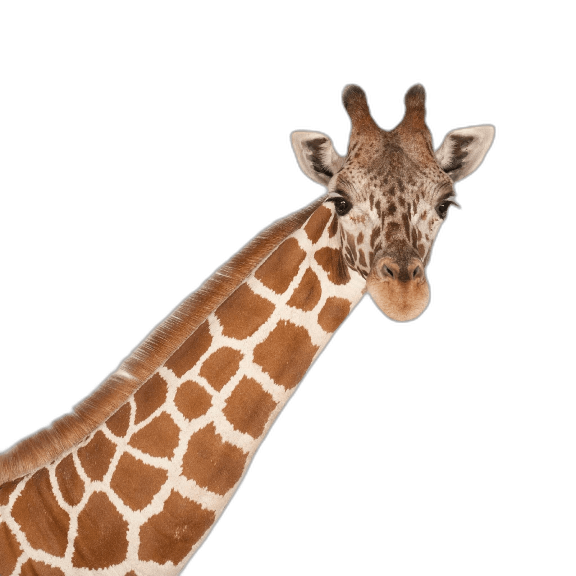 Cute Giraffe Face Long Neck