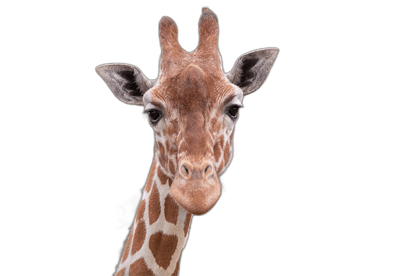 Stunning Giraffe Face Animal