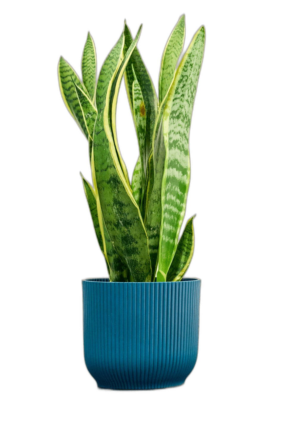 Great Sansevieria House Plant with Blue Potted