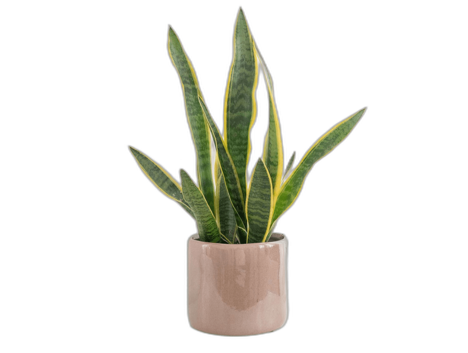 Beautiful Snake Plant For Indoor