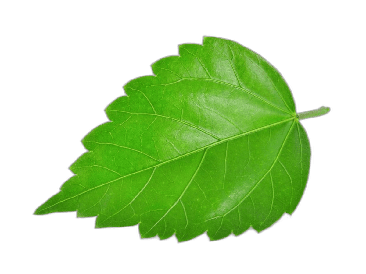 Beautiful Green Hibiscus Losing Leaves