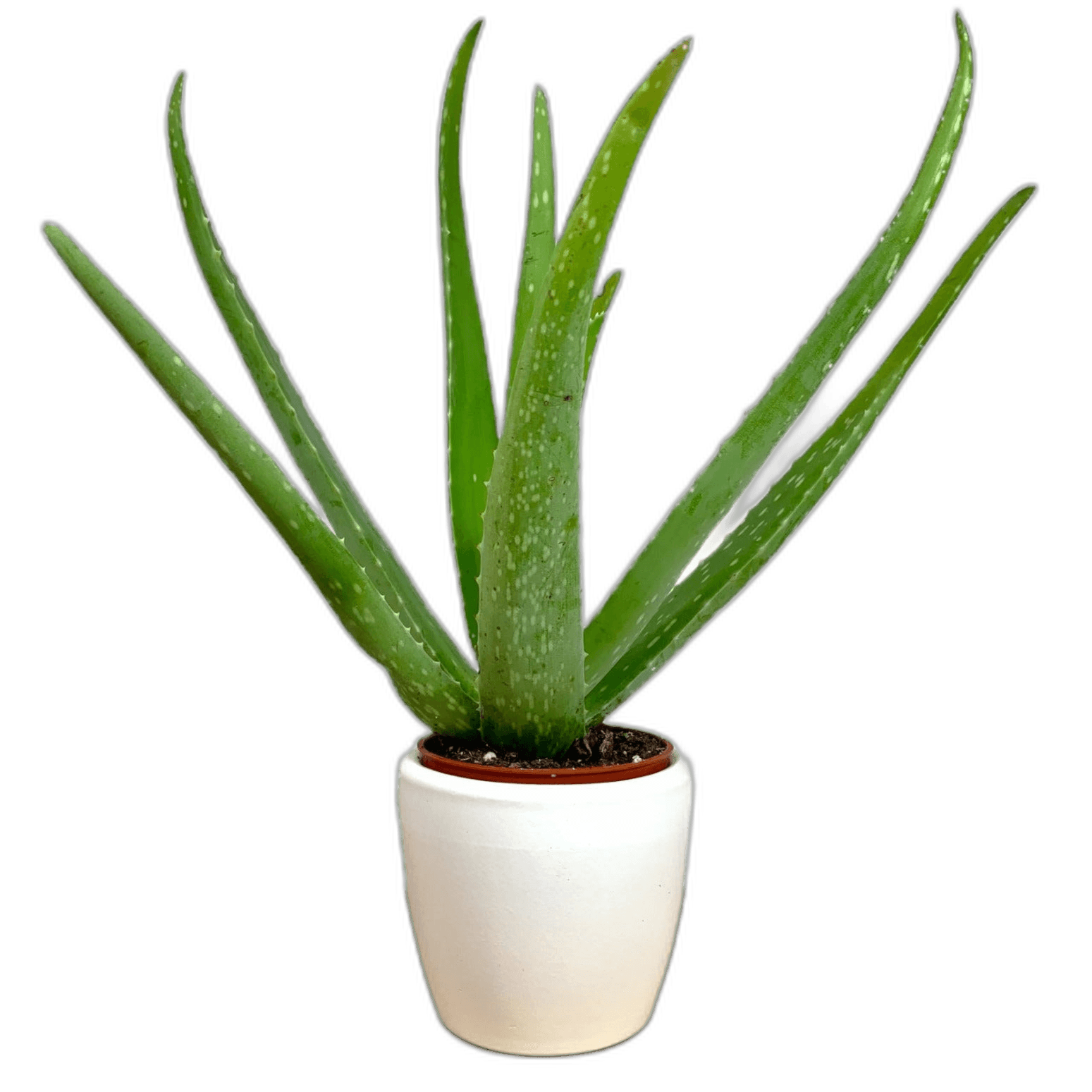 Beautiful Aloe Vera Plant On The White Pot