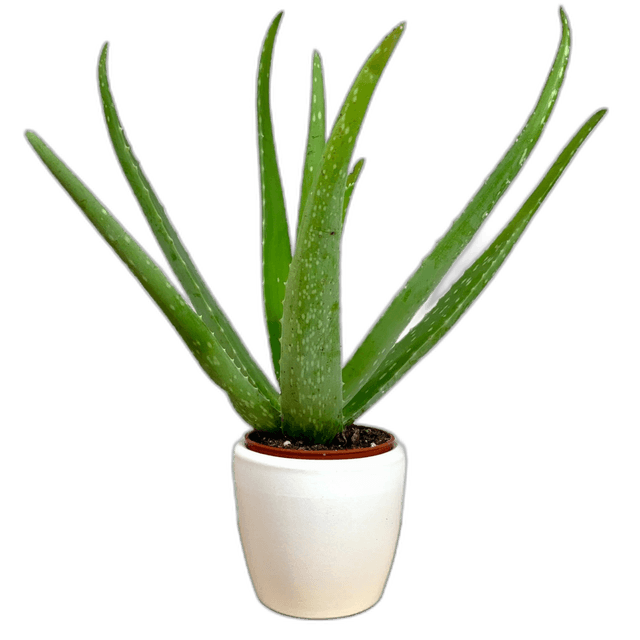 Beautiful Aloe Vera Plant On The White Pot