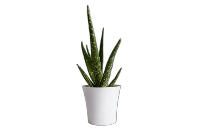 Stunning Aloe Vera Plant