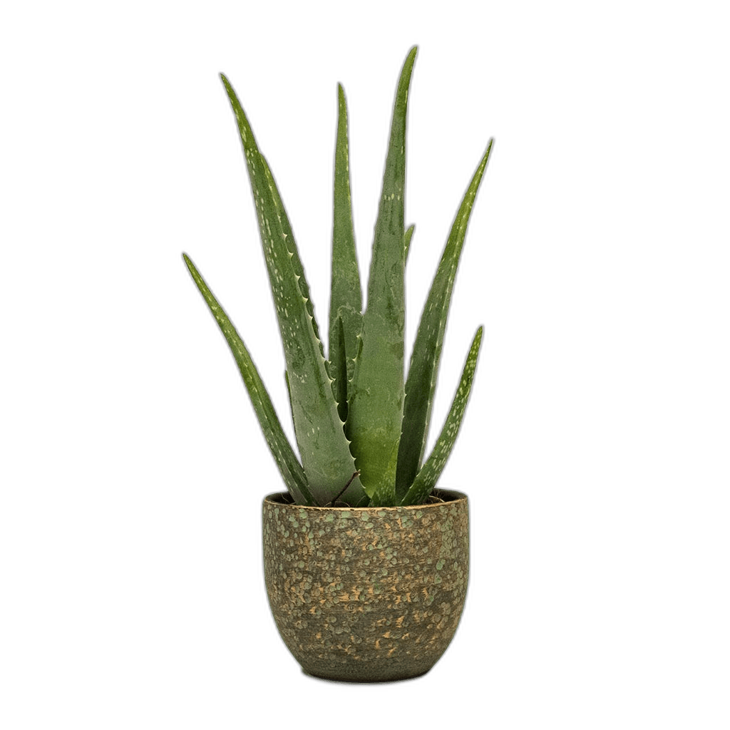 Great Aloe Vera Succulents Indoor Plant