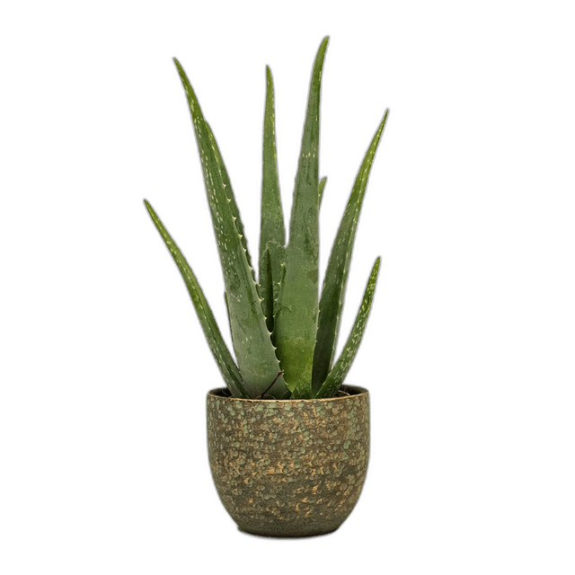 Great Aloe Vera Succulents Indoor Plant