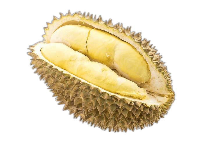 Single Big Durian Fruit