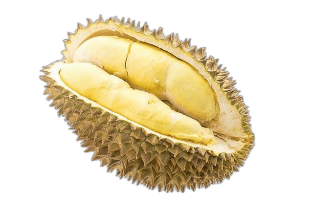 Single Big Durian Fruit