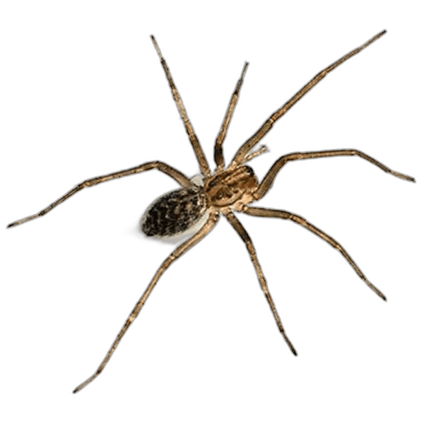 Giant House Spider Animal