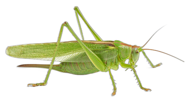 Exotic Green Grasshoppers Insect