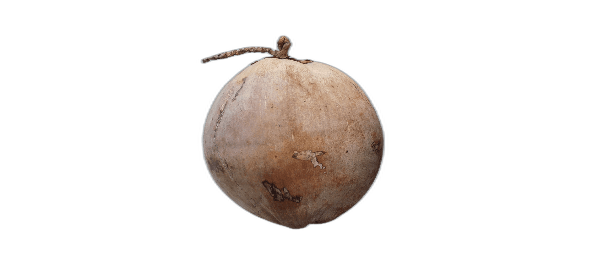 Brown Coconut Fruit