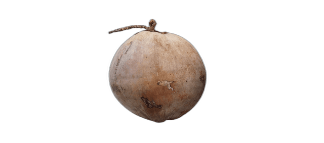 Brown Coconut Fruit