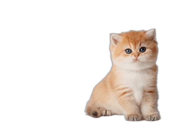 Cute Orange Small Kitten Animal