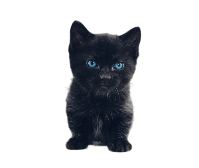 Cute Black Kitten With Blue Eyes