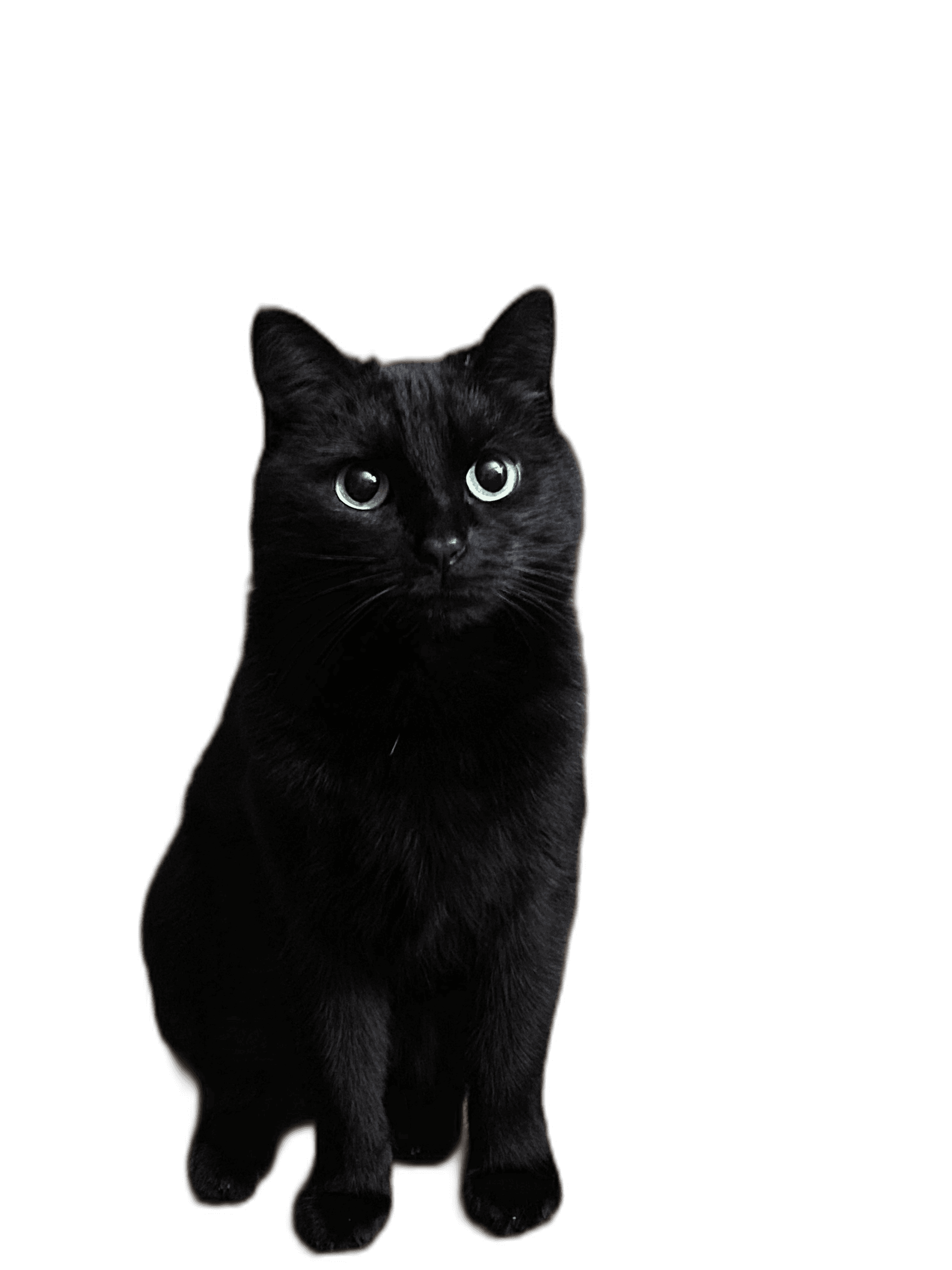 Stunning Black Cat Animal