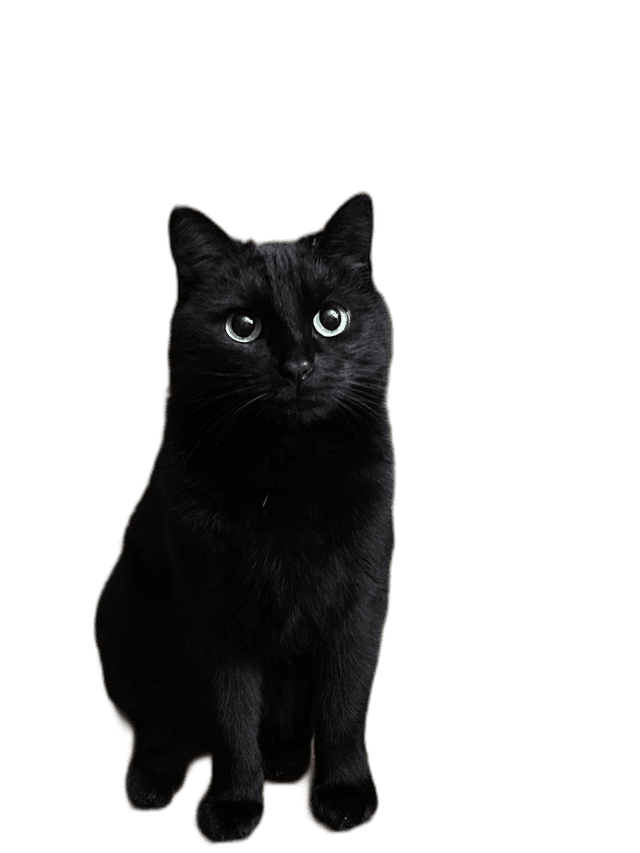 Stunning Black Cat Animal