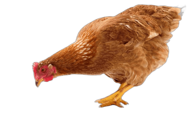 Brown Chicken Animal With Egg