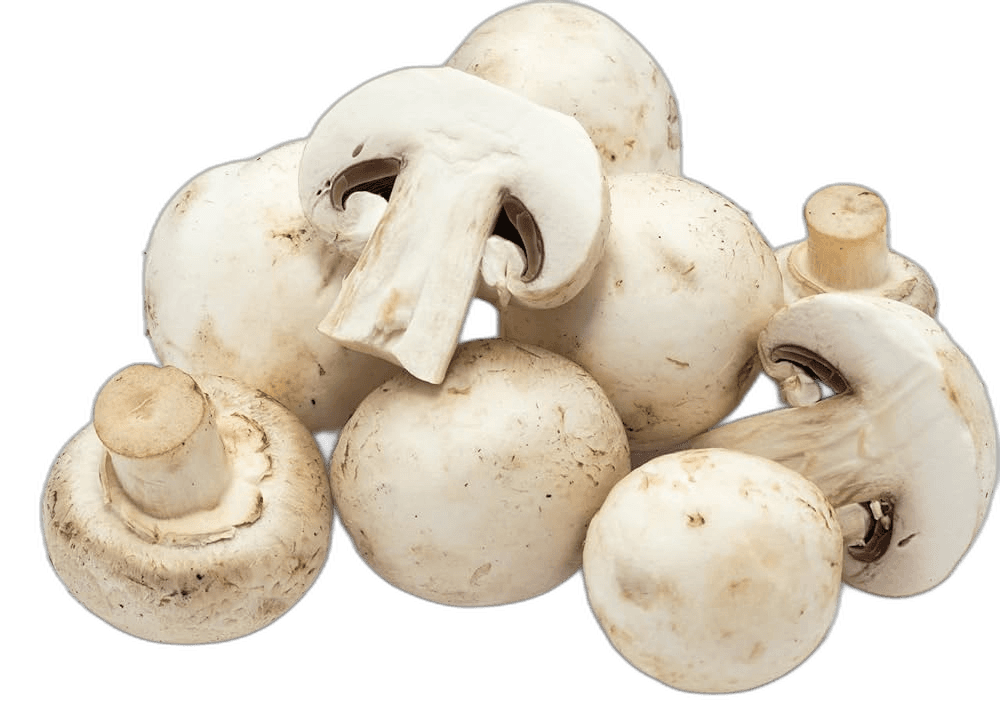 Fresh White Mushroom Food