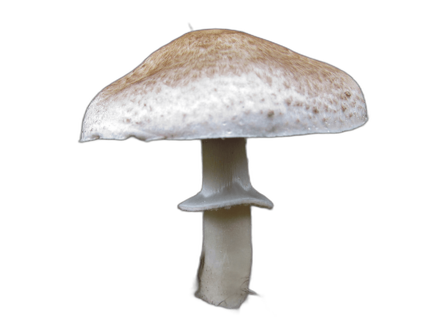 White Scaly Wood Mushroom