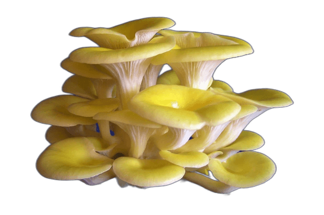 Oyster White Mushroom Plant