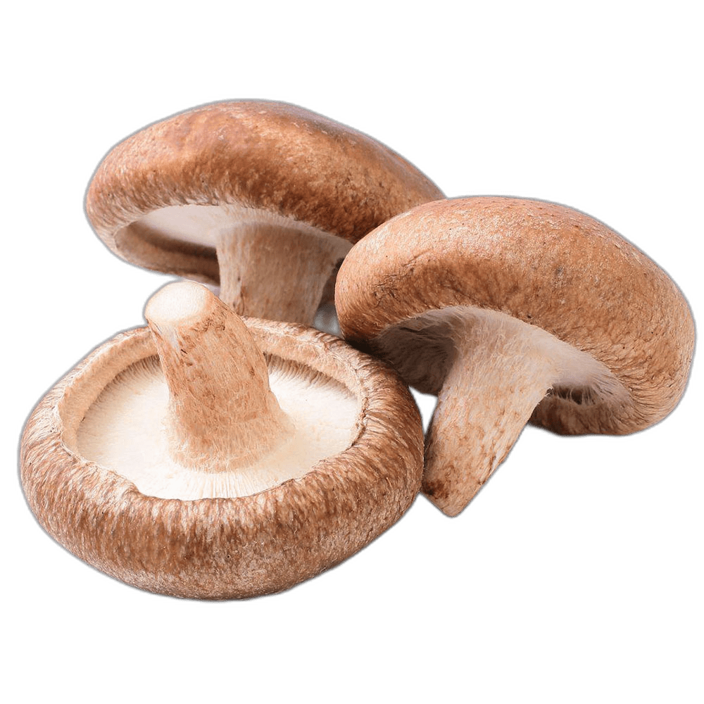 Fresh Shiitake Mushroom Food