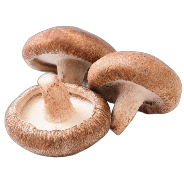 Fresh Shiitake Mushroom Food