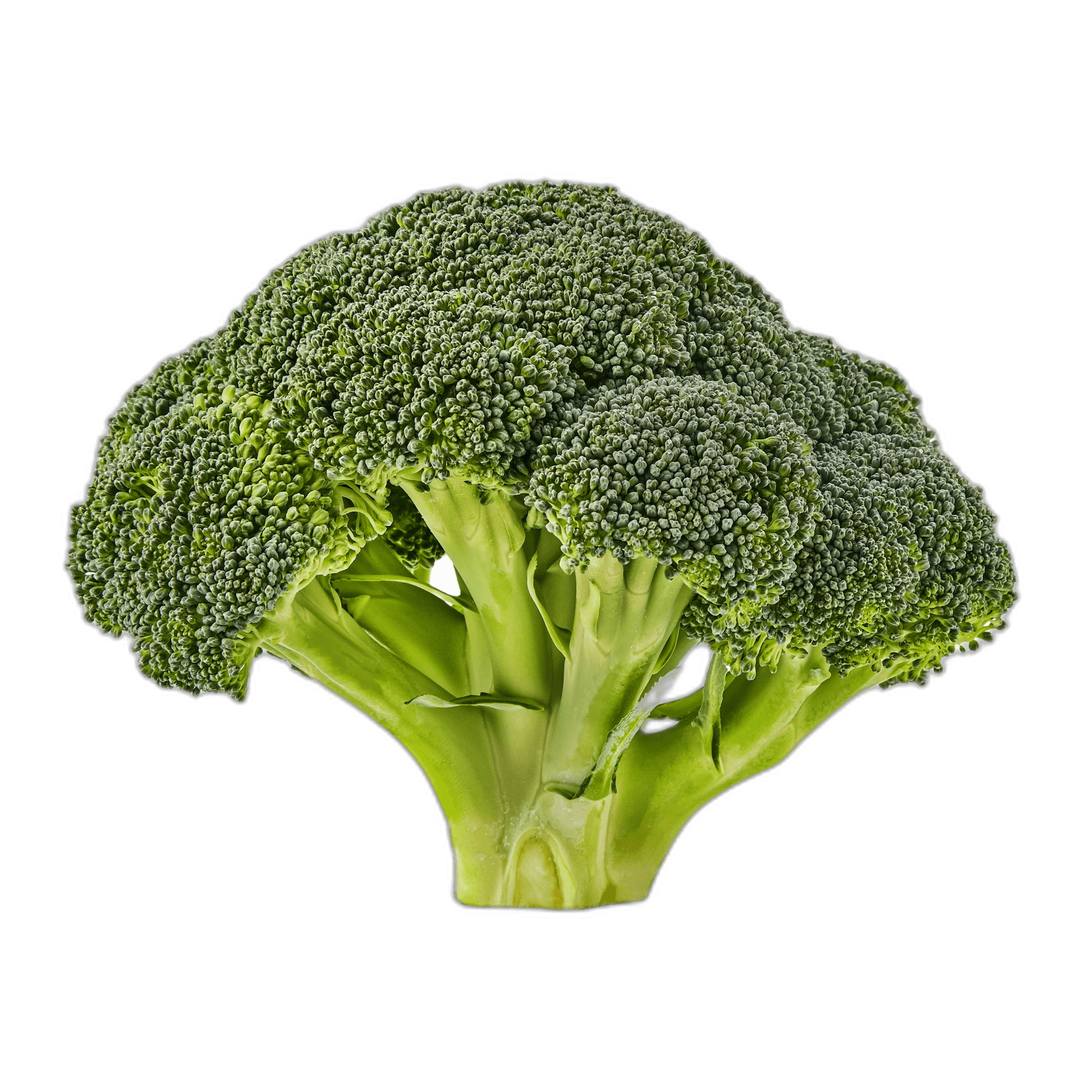 Healthy and Fresh Broccoli Crowns