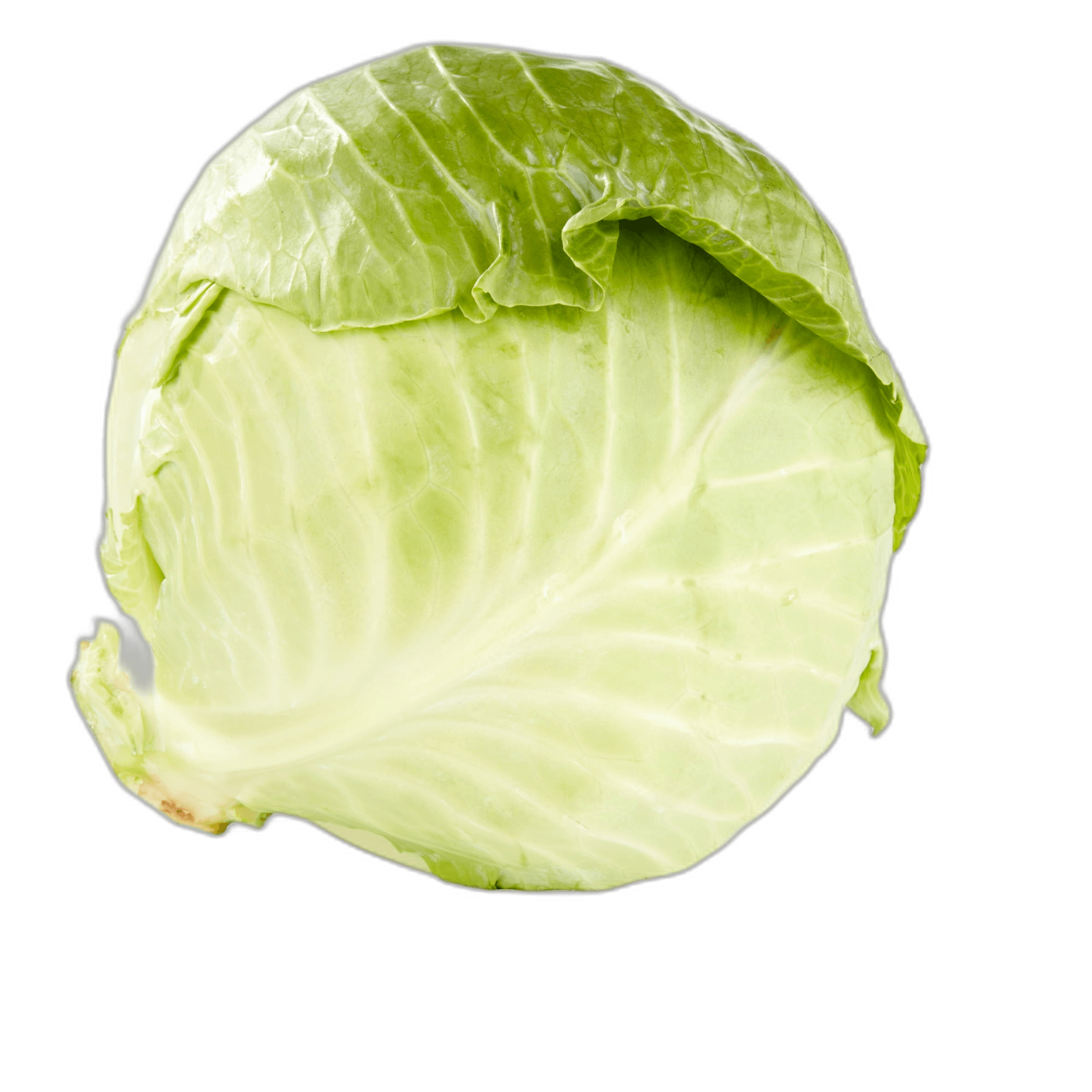 Healthy and Fresh Green Cabbage