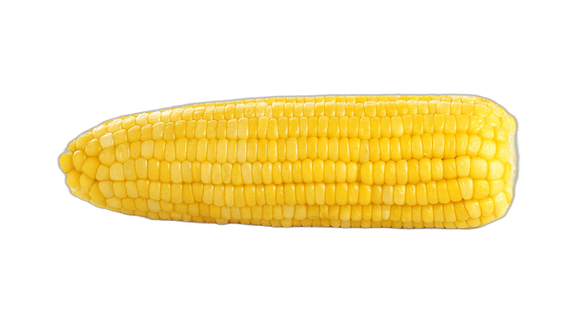 Tasty Yellow Corn Cob