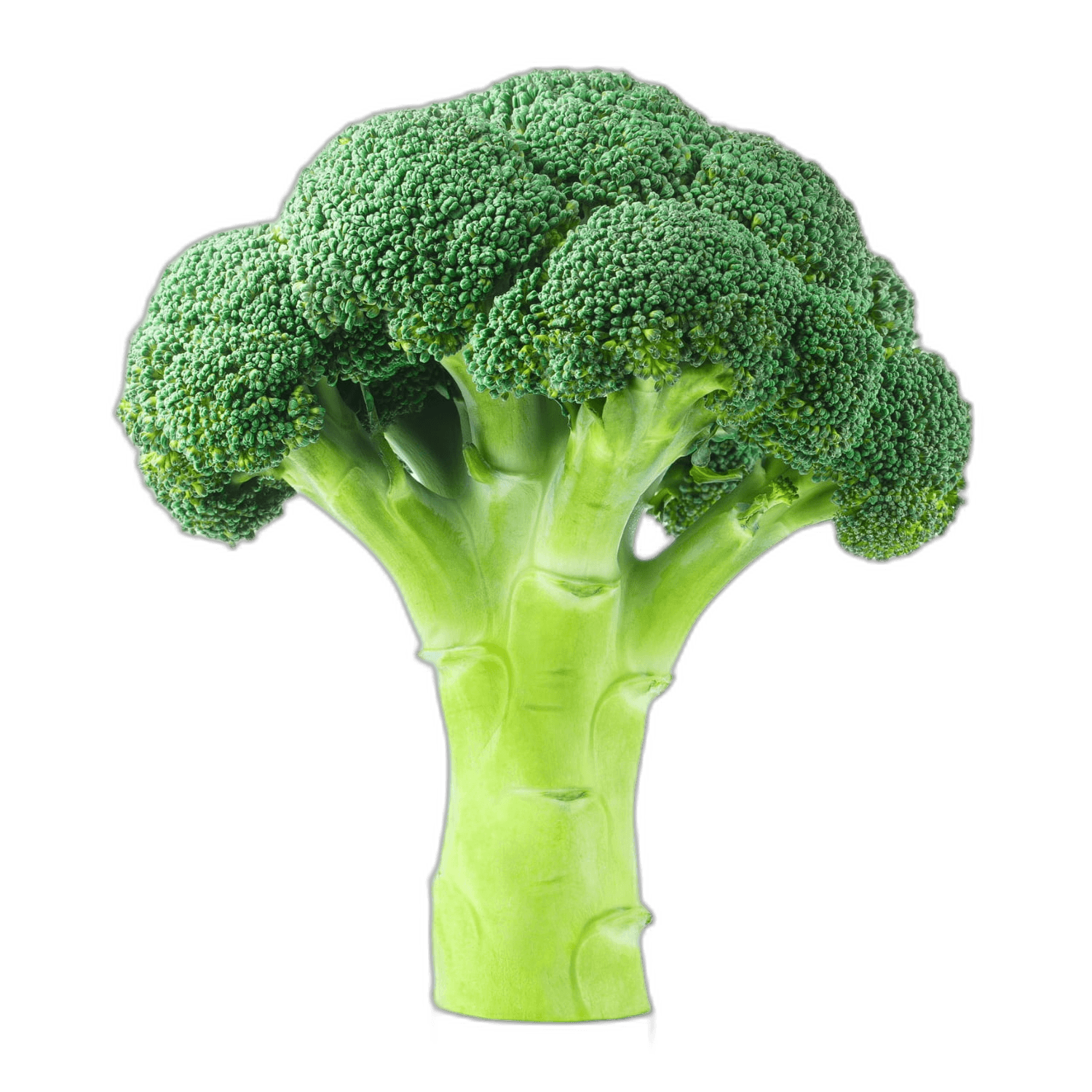 Bright Green Broccoli Bunch Vegetable