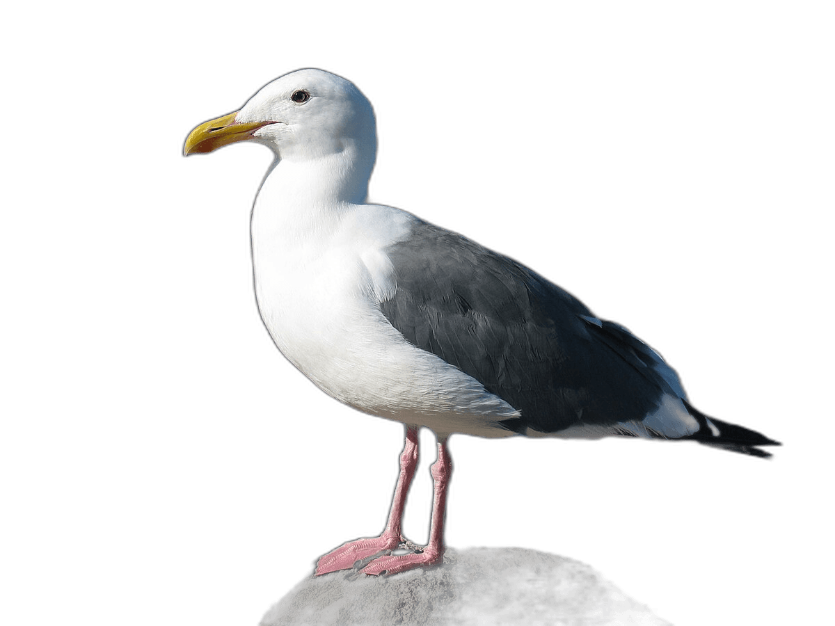 Stunning Seagull Bird Ideas