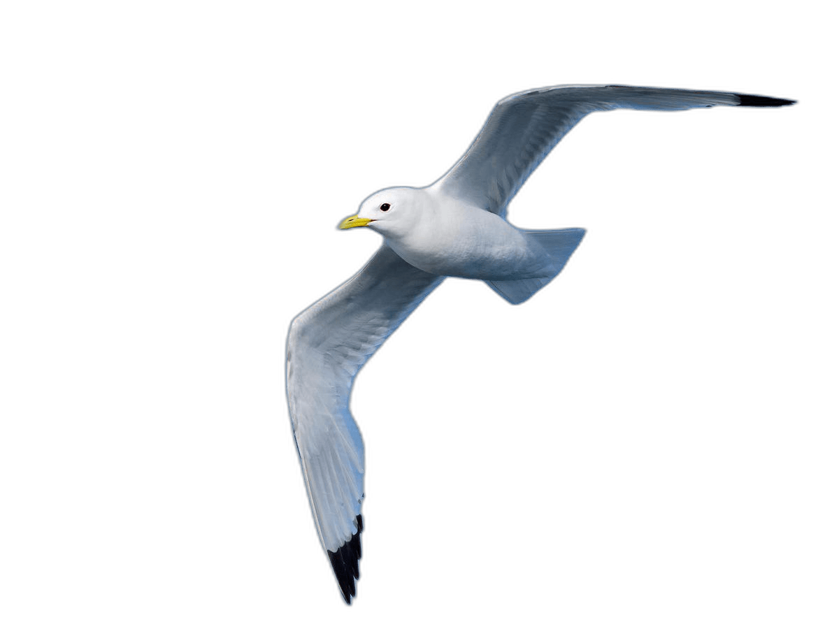 Flying White Seagull Bird Ideas