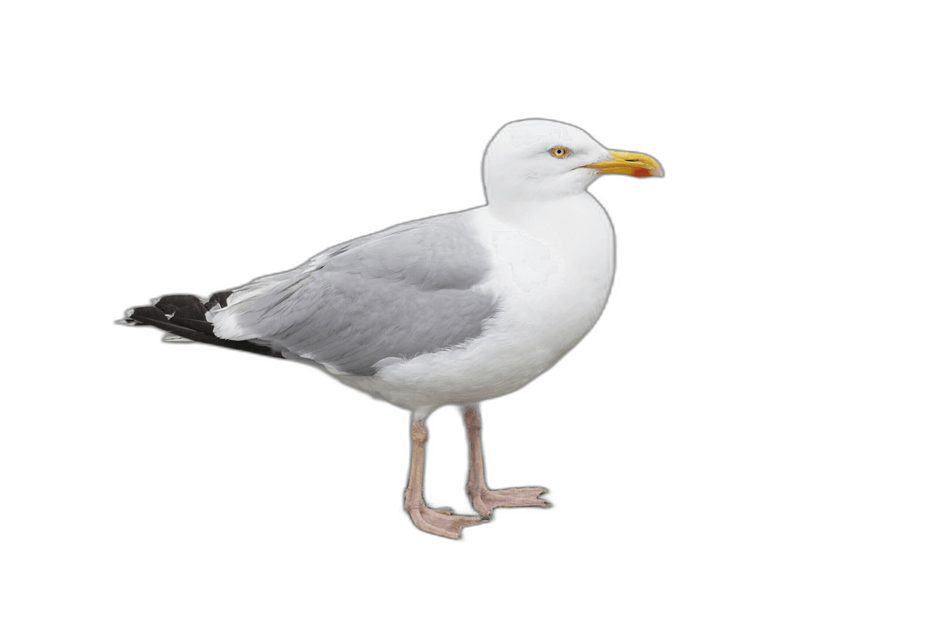 Great White Standing Seagull Bird Ideas