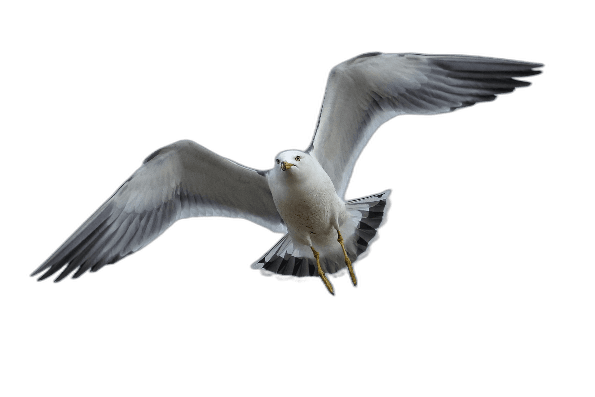 Impressive Flying Seagull Bird Ideas