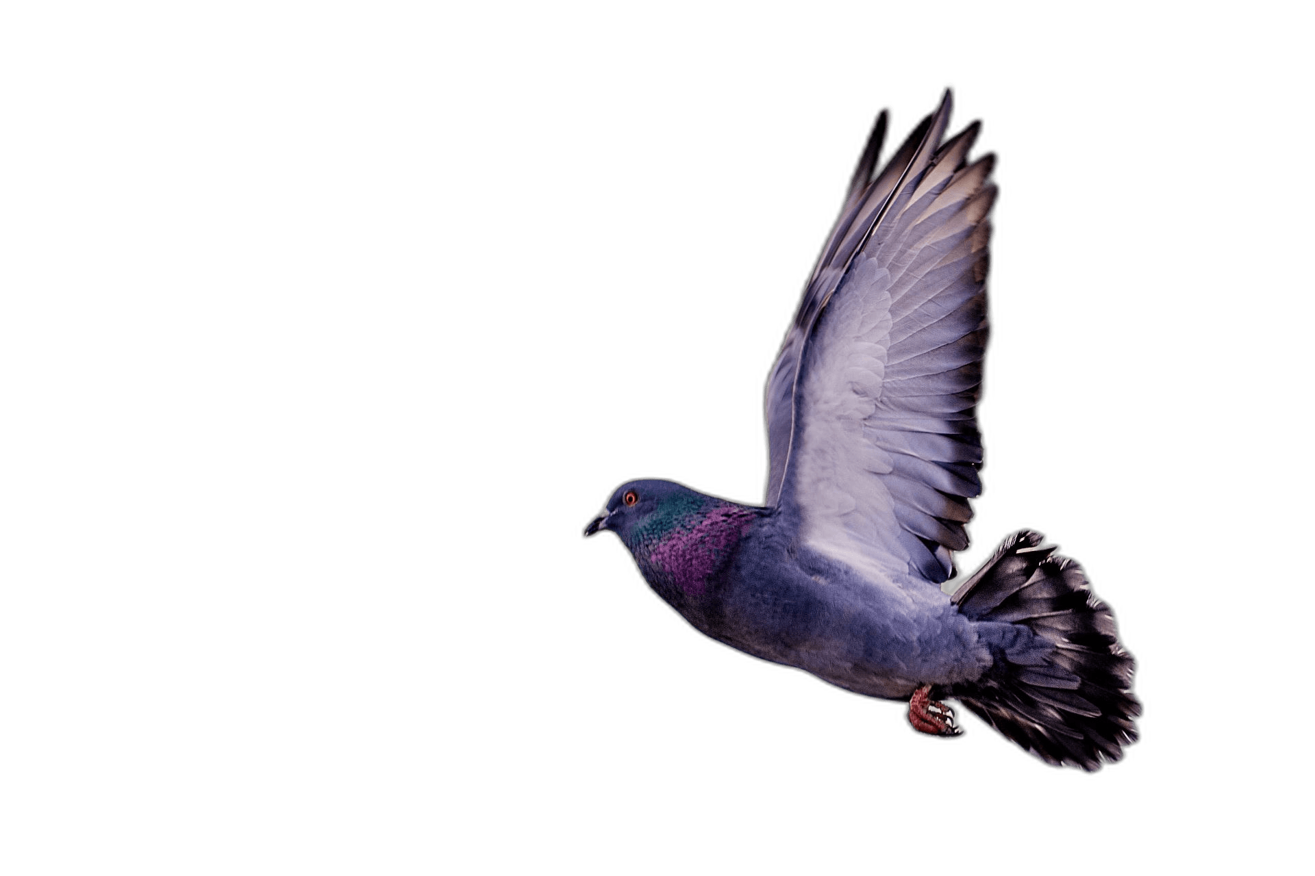 Impressive Flying Pigeon Bird Ideas