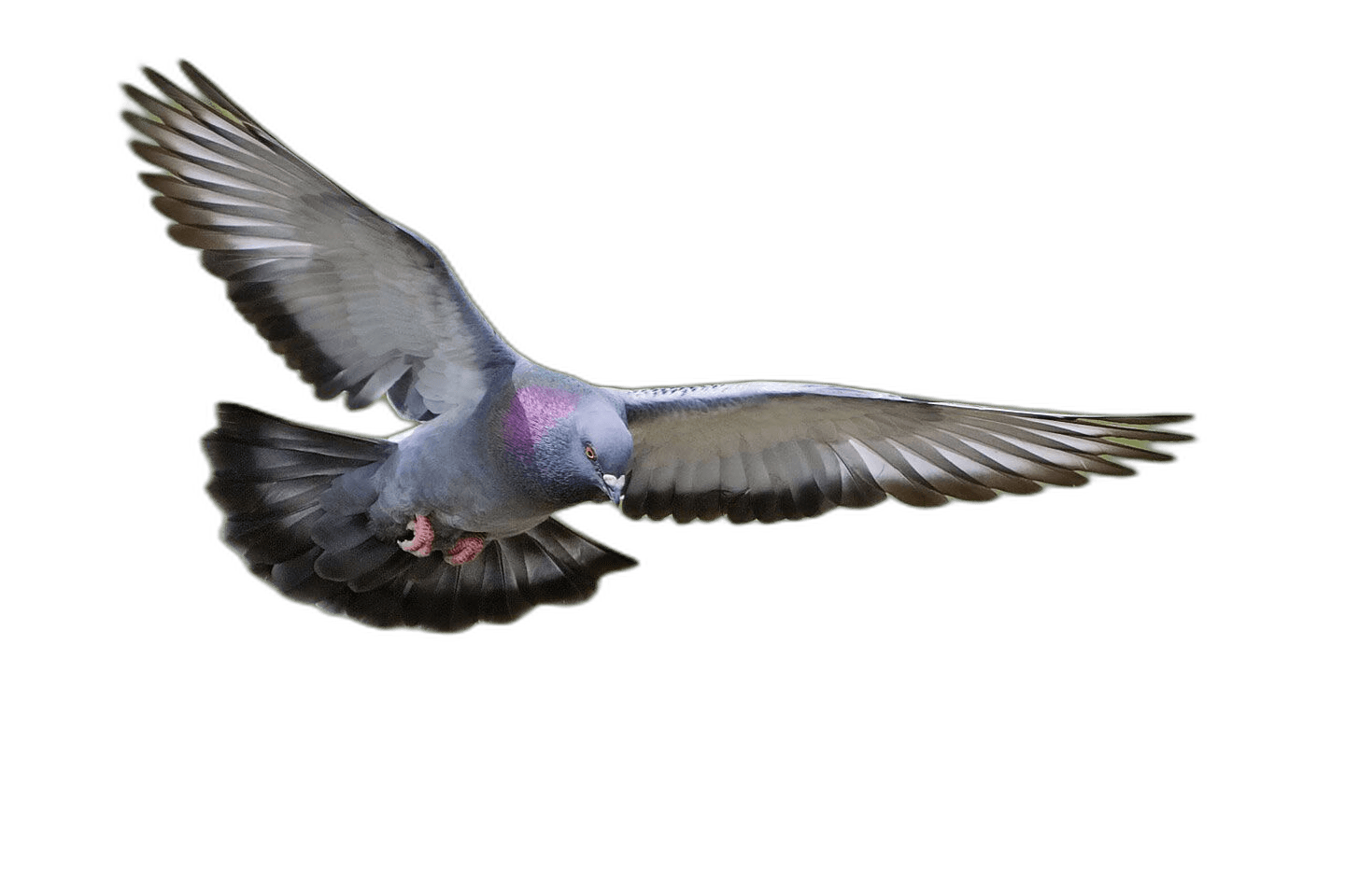 Stunning Flying Rock Pigeon Ideas